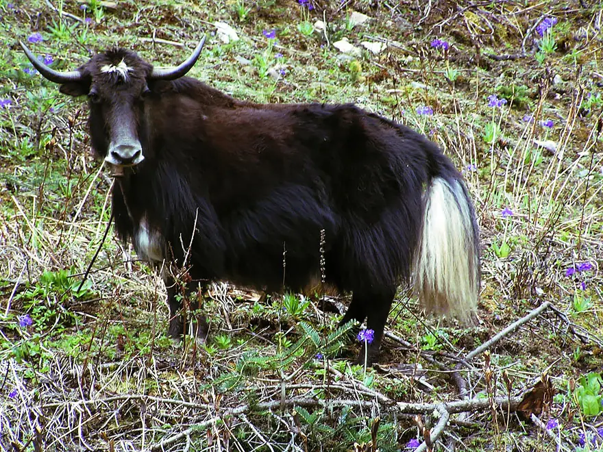 animales raros