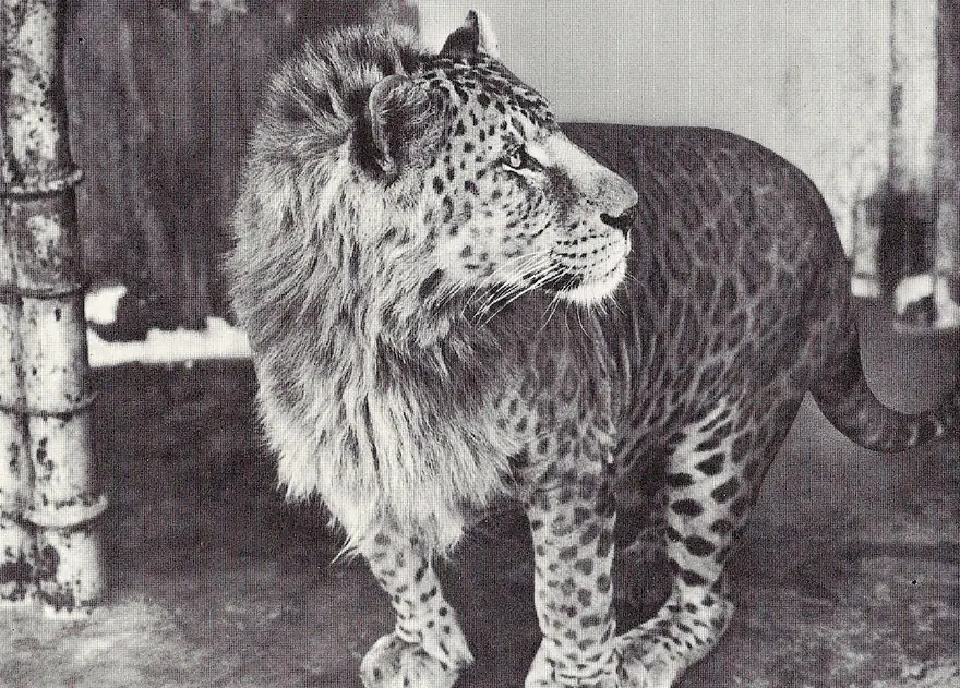 17 animales híbridos que nunca pensaste que existían