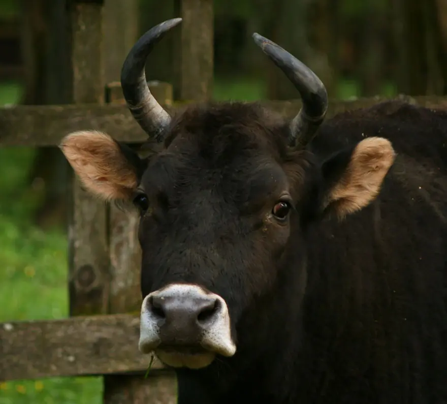 animales hibridos