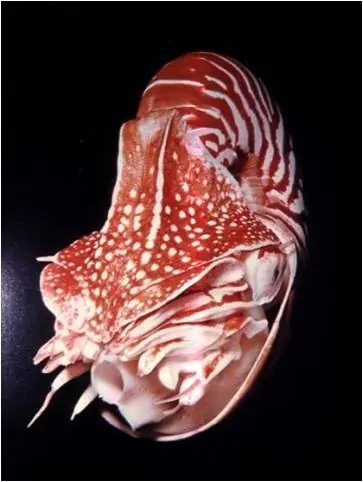 Mis Bichos preferidos