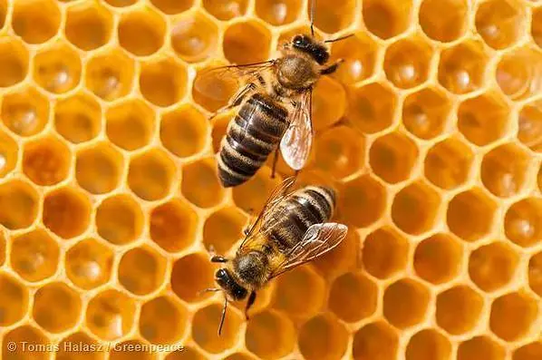 abejas