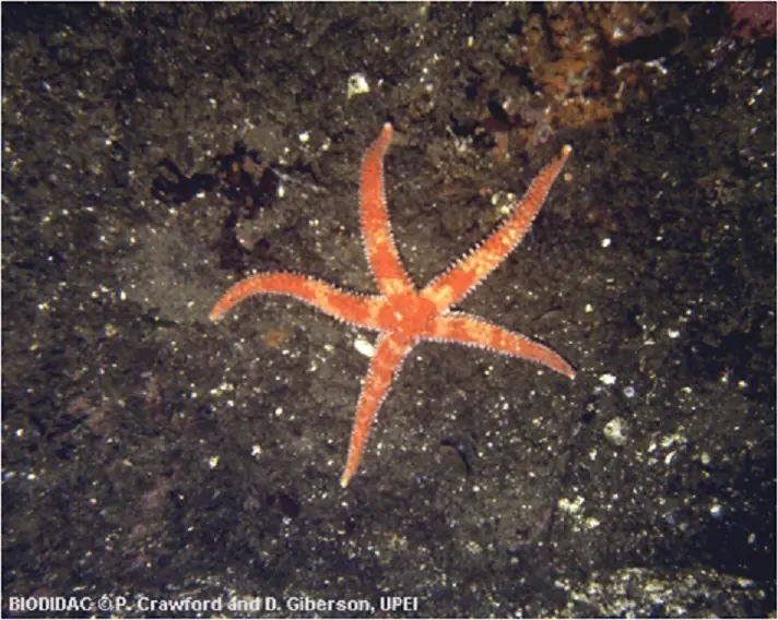 Mis Bichos preferidos