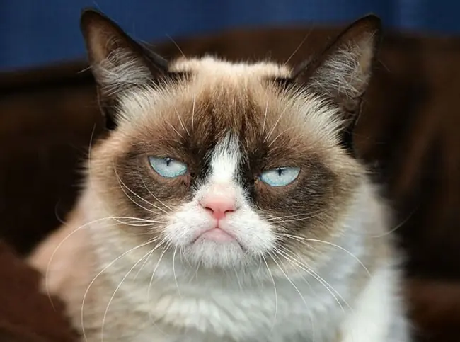 Gatitos que son como nosotros en la oficina