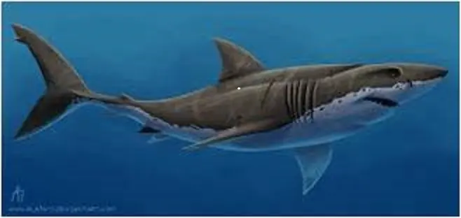 Mis Bichos preferidos