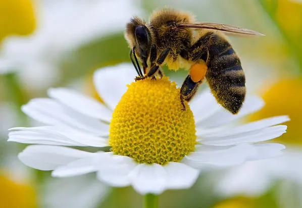 insectos