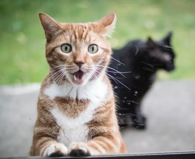 15 Gatitos que son como nosotros en la oficina