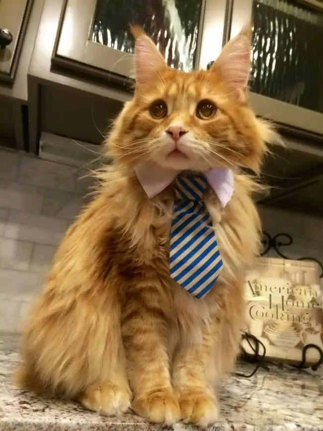 Gatitos que son como nosotros en la oficina