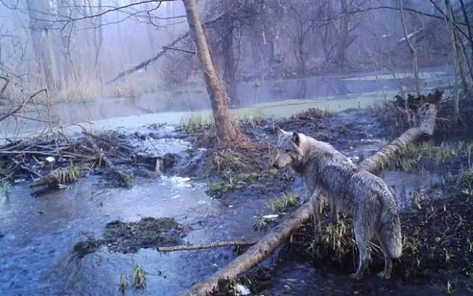 El sorprendente hallazgo de los bosques de Chernobyl