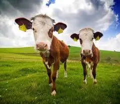 29 Datos Random que tal vez no conocías.