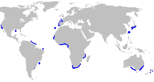 tiburon
