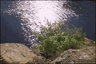 Gifs