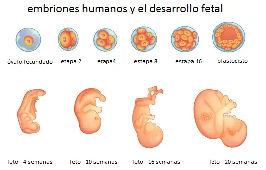 Etapas del embarazo mes a mes