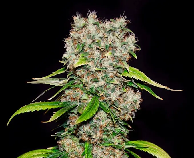 legalizar