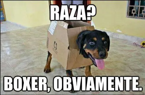 Chistes