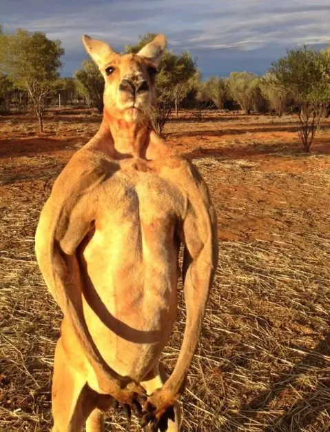 canguro