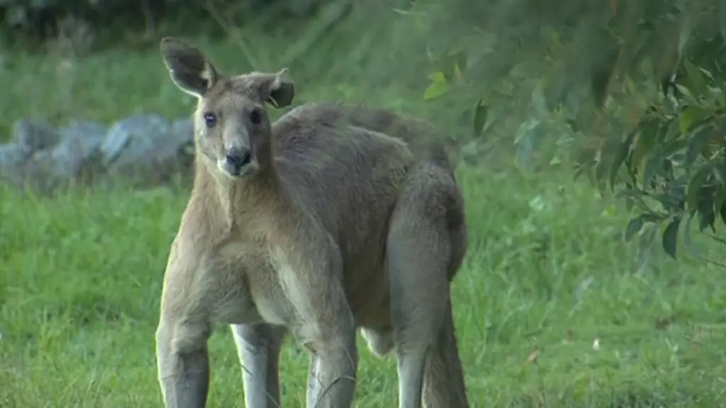 australia