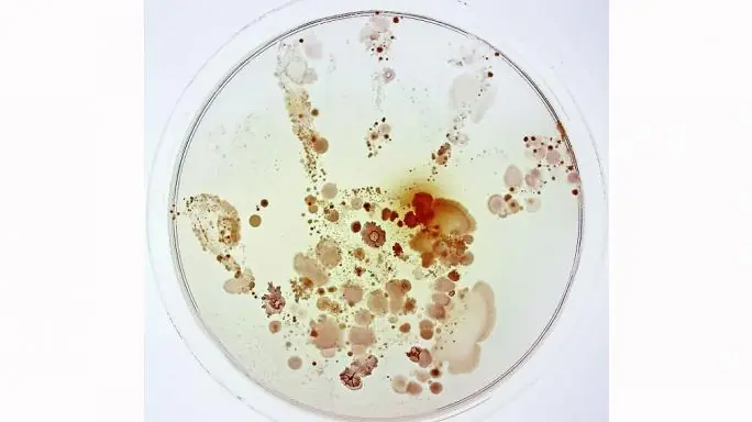 Las siete fotos de ciencia más impactantes del 2015