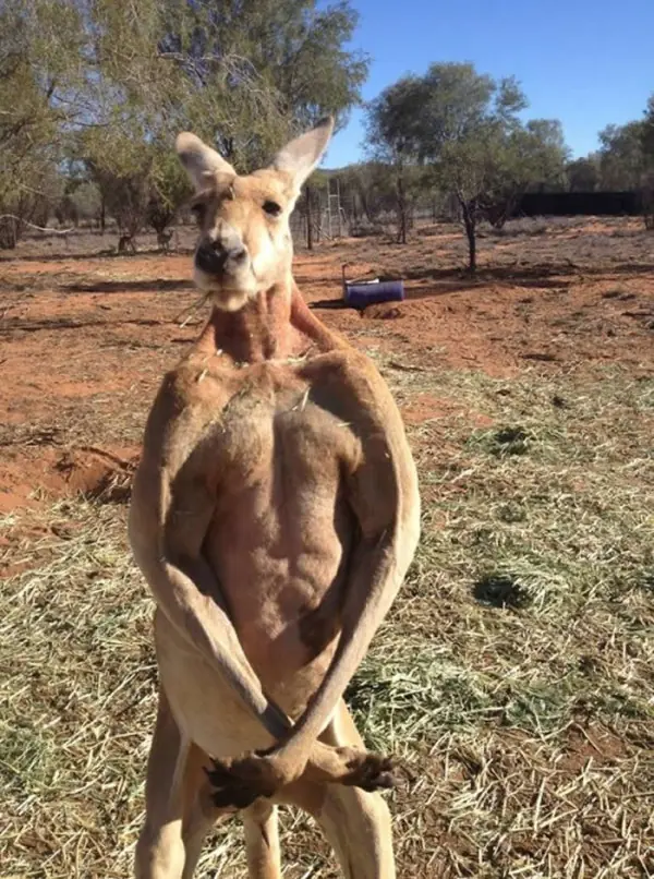 canguro