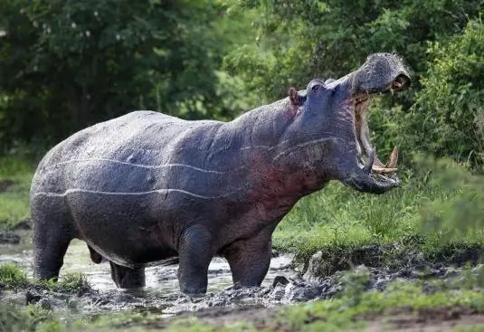 animales