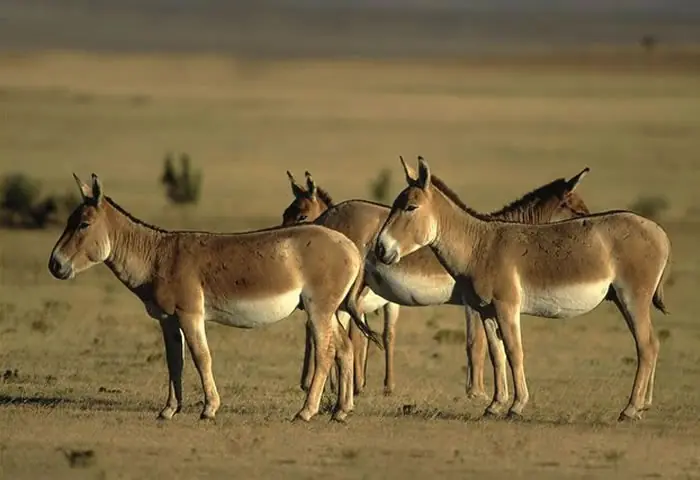 animales