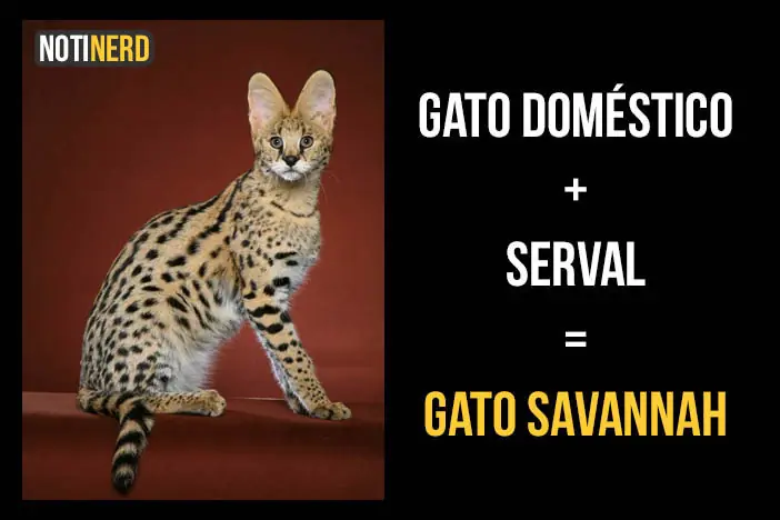 leopardos