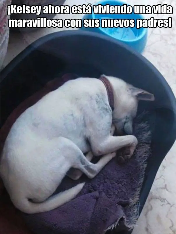 tierna recuperación de una perrita rescatada de la calle
