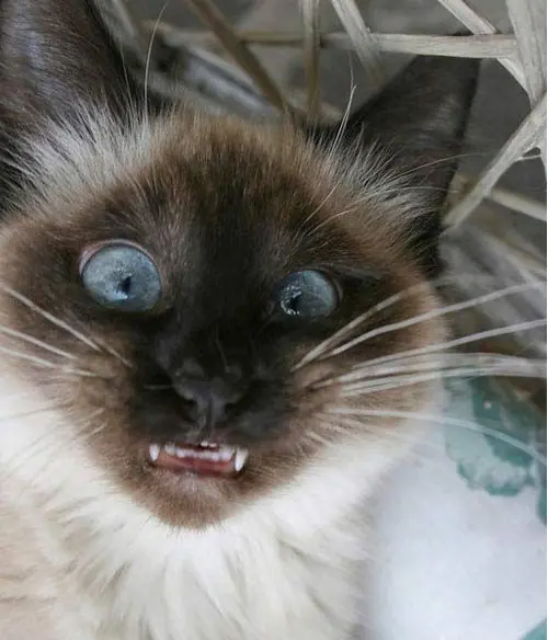 Te morirás de risa con las 20 expresiones de estos gatos! xD