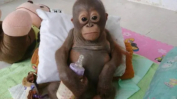 El bebé orangután que conmueve al mundo