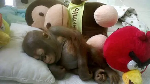 orangutan