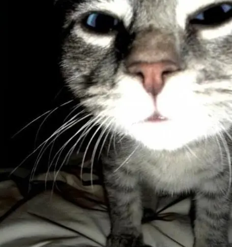 gatos graciosos