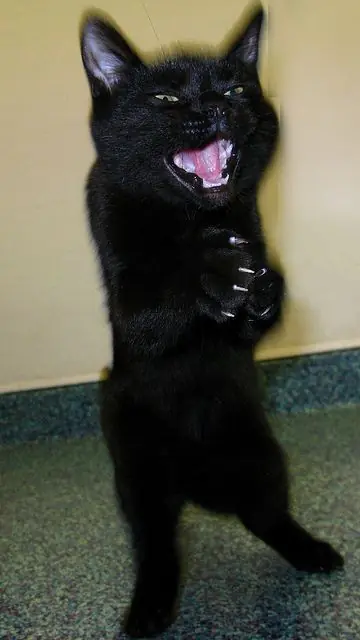 Te morirás de risa con las 20 expresiones de estos gatos! xD
