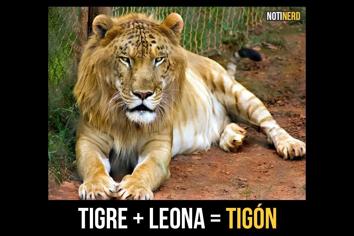 animales hibridos