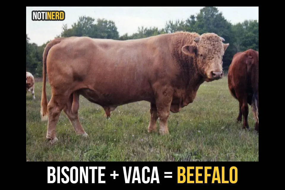 Animales híbridos que no podrás creer que realmente existen