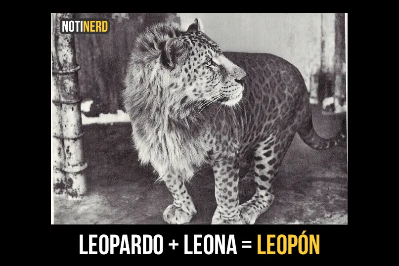 leopardos