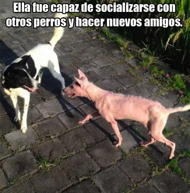 perro