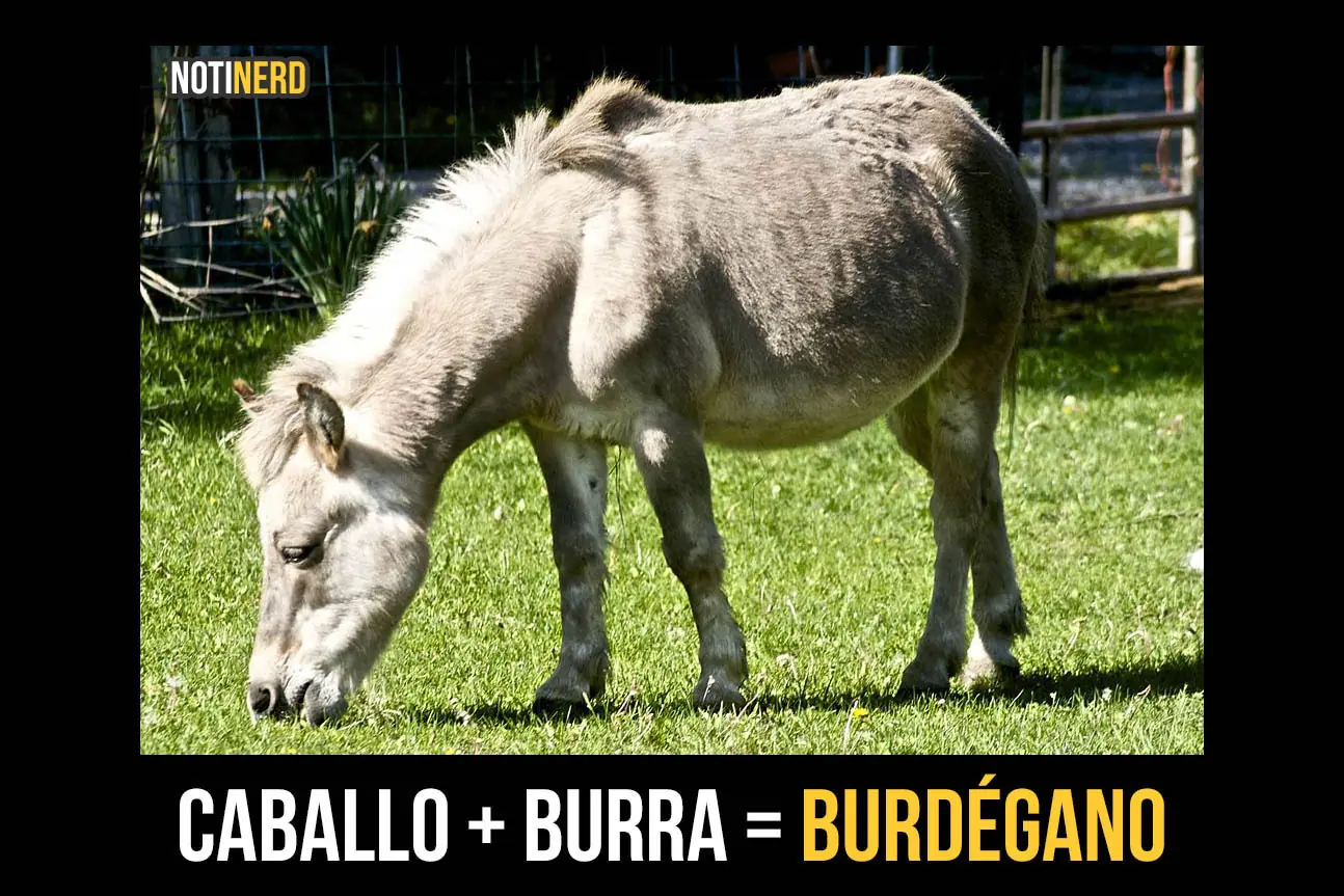 Animales híbridos que no podrás creer que realmente existen