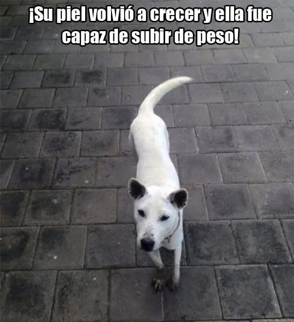 animal