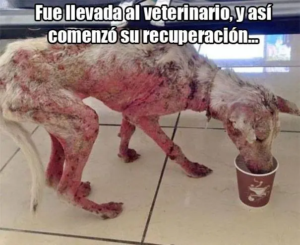 perro