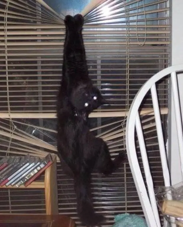 gatos graciosos
