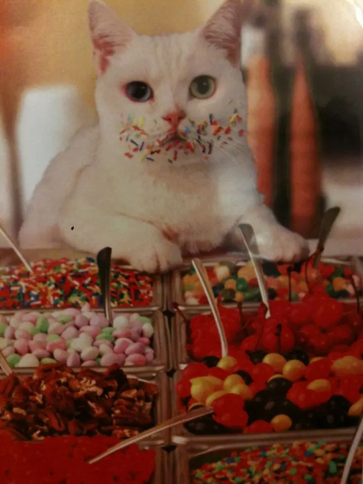 gatos graciosos
