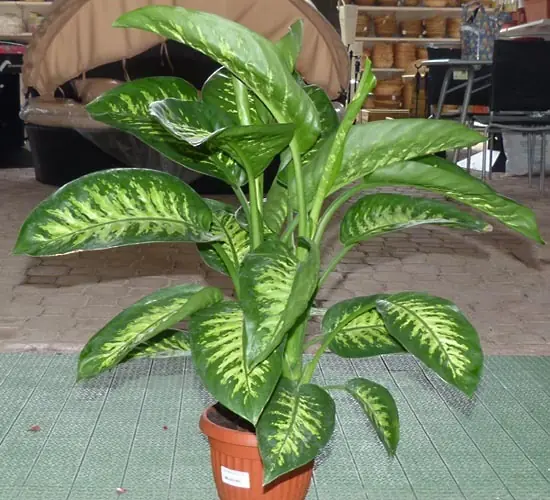dieffenbachia