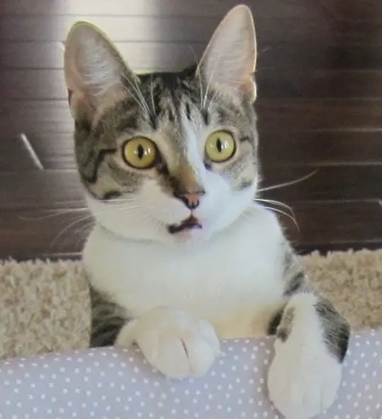 Te morirás de risa con las 20 expresiones de estos gatos! xD