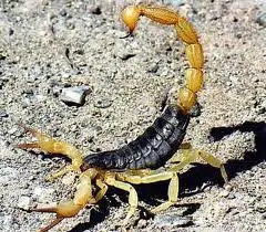 rabos