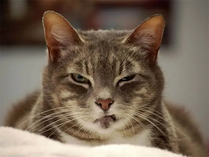 Humano