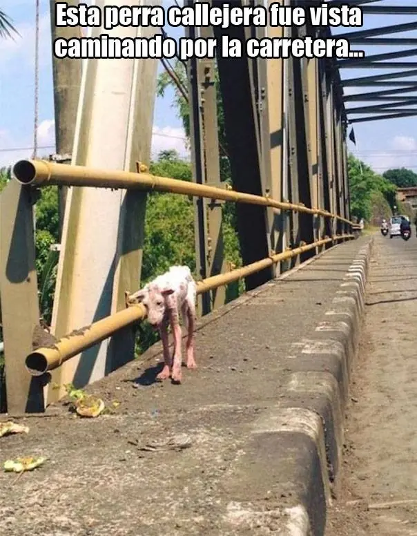 tierna recuperación de una perrita rescatada de la calle