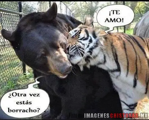 sabado