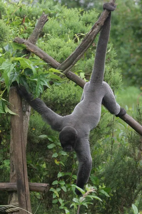 fauna