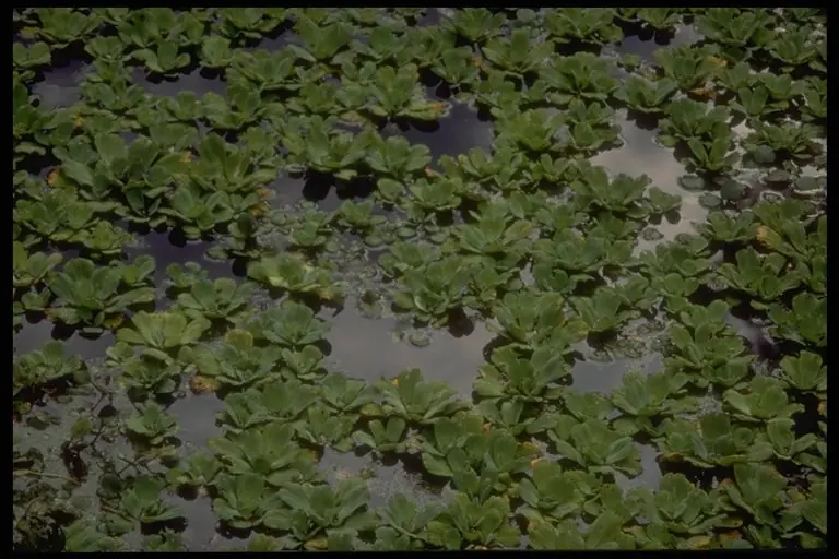 cuyo
