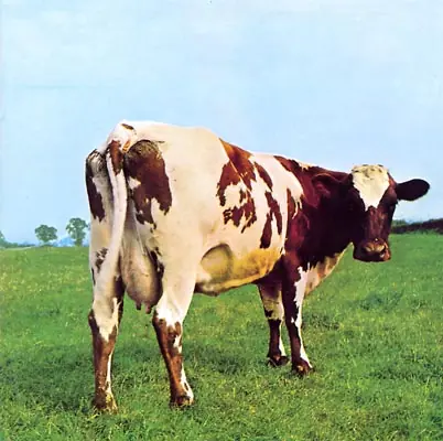 cuerpo animal