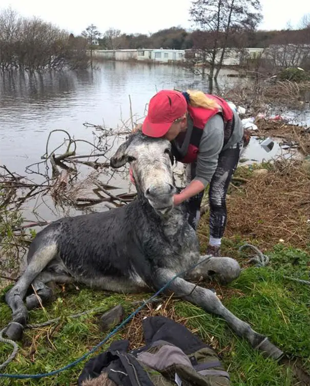 Burro sonríe feliz tras ser rescatado en Irlanda